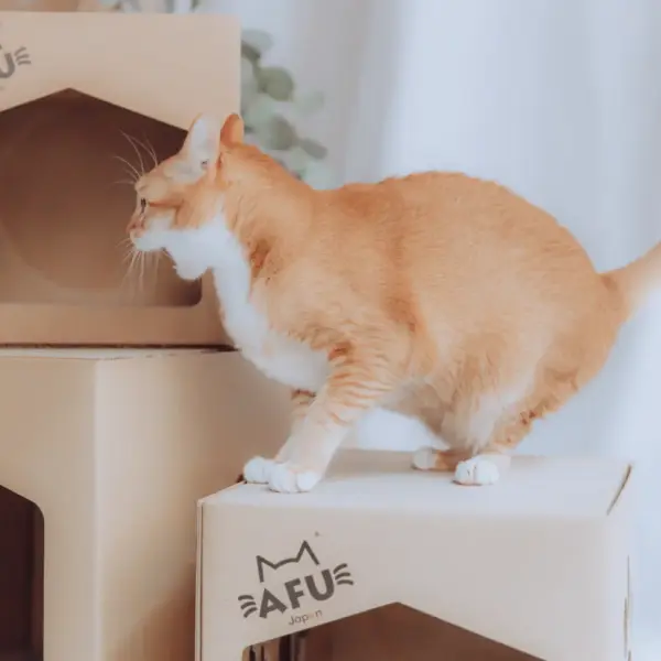 ビッグキャットハウス