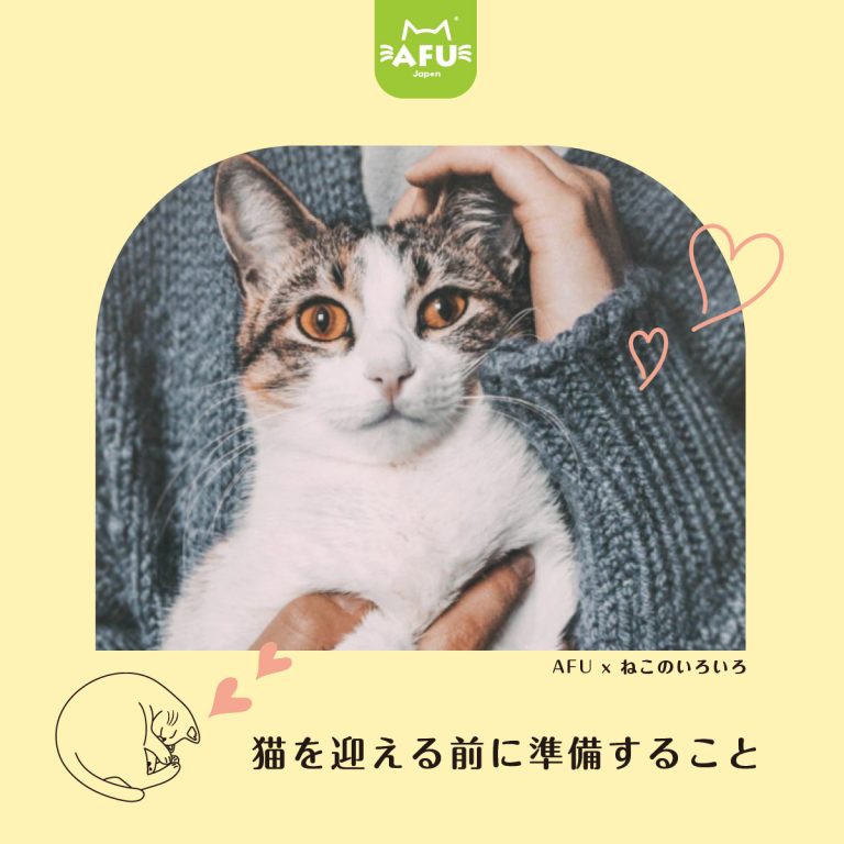 猫を迎える前に準備すること