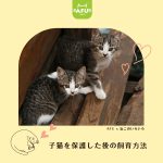 子猫を保護した後の飼育方法
