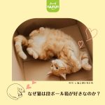 なぜ猫はダンボールが好きなのか?
