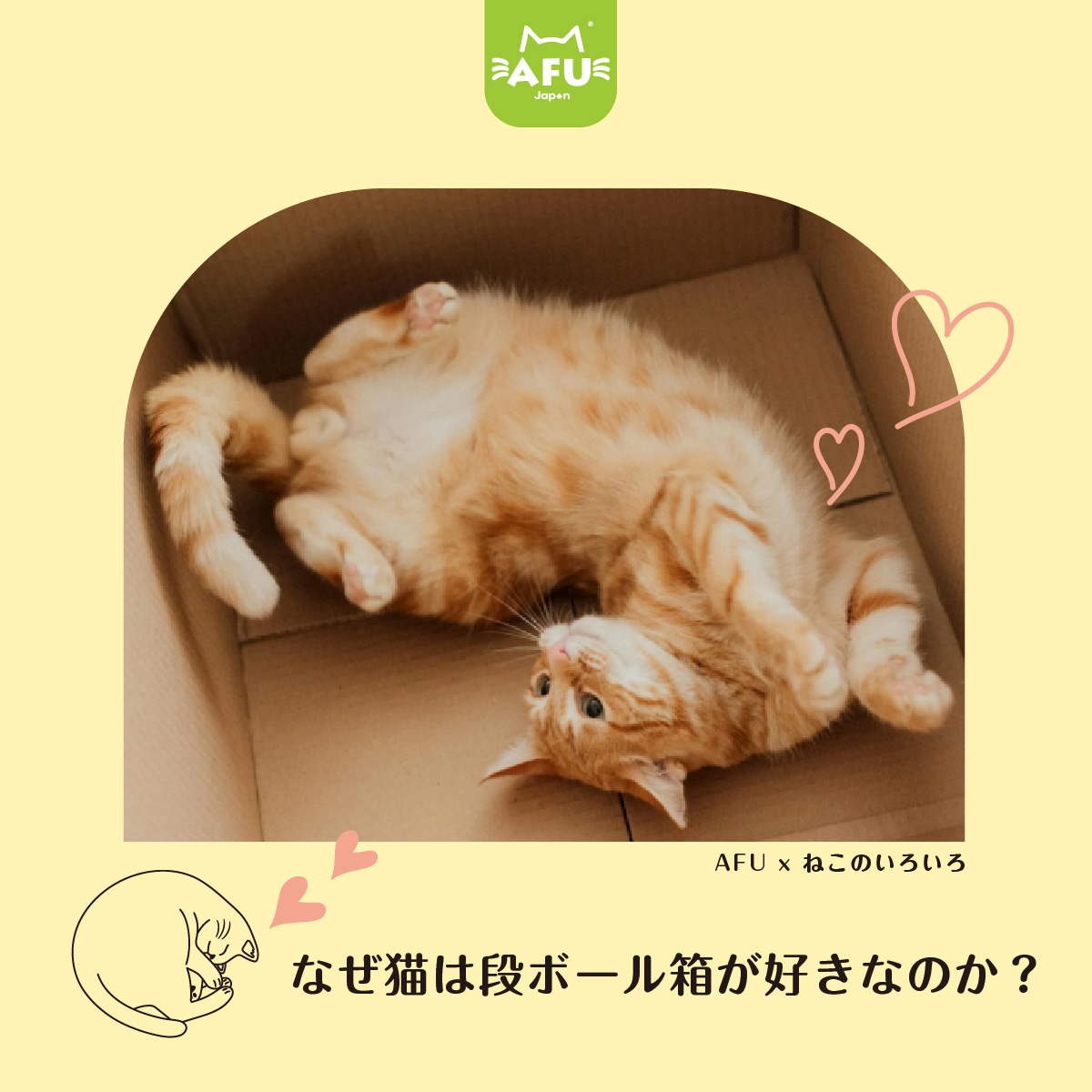 なぜ猫はダンボールが好きなのか?