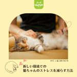 新しい環境での猫ちゃんのストレスを減らす方法