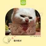 猫の脱水