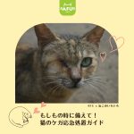猫のケガ応急処置ガイド