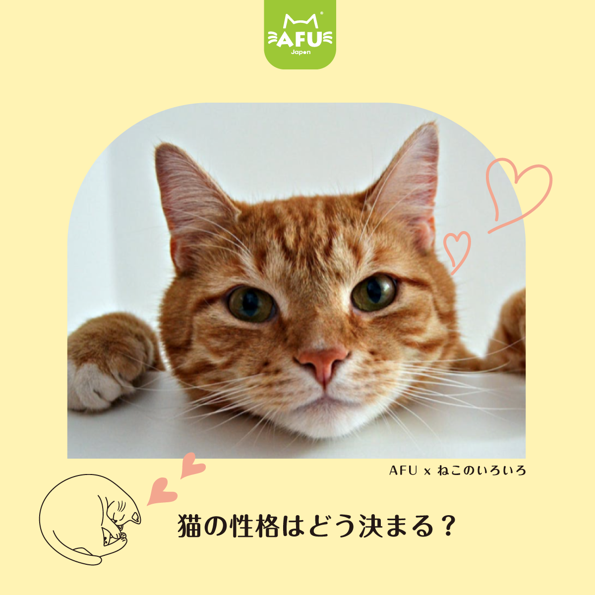 猫があなたを大好きな証拠