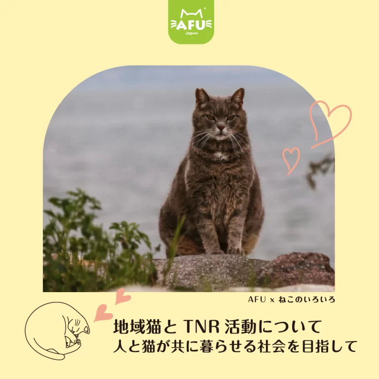 地域猫とTNR活動について