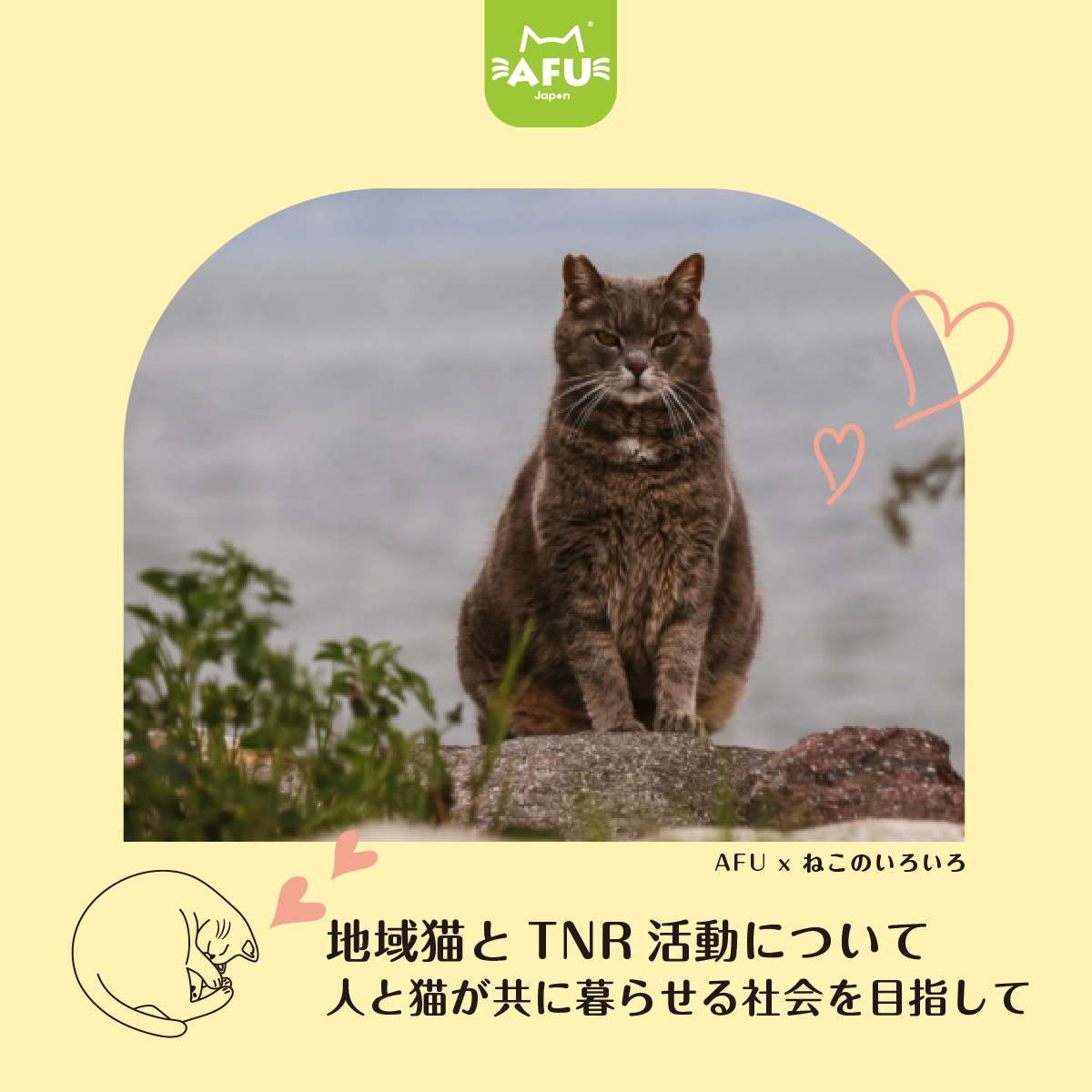 地域猫とTNR活動について